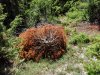 Общественная инспекция строительства газопрововода "Южный поток"